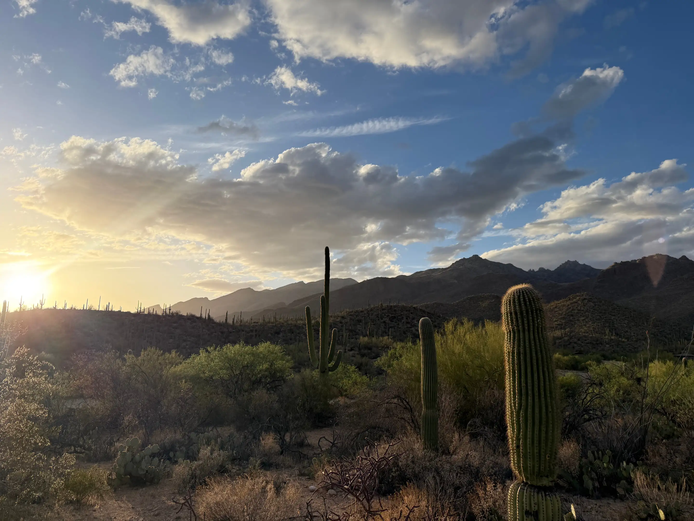 Saguaros silhouetted against desert mountains at sunset outside Tucson.